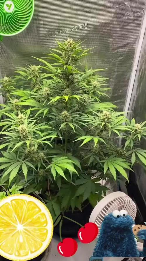 LCC