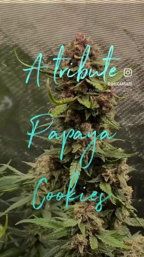 Papaya Cookies 