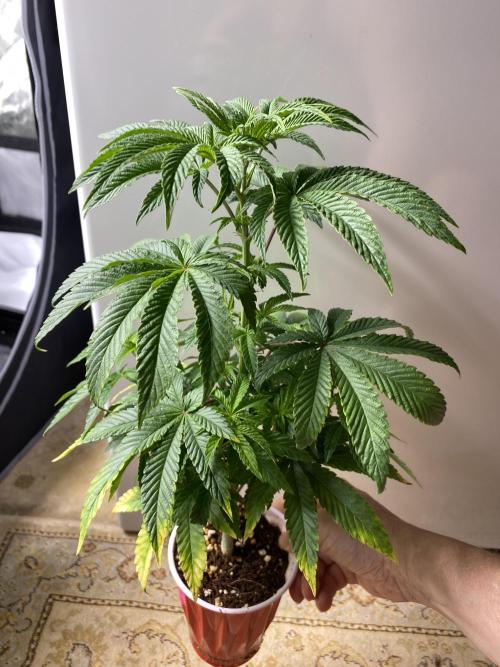 Fem 10. Week 9
