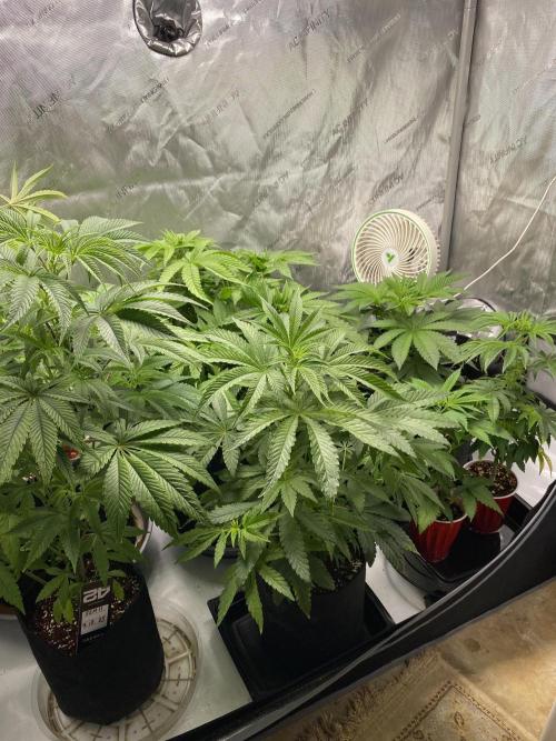 Fem 10. Week 9