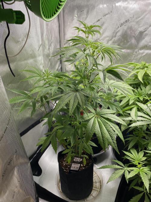FEM 11. Week 9
