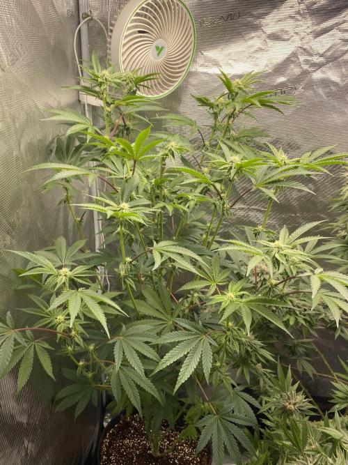 FEM 11. Week 13