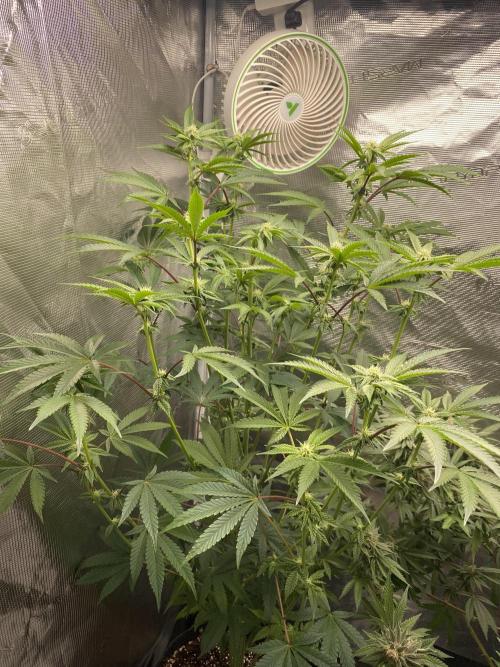 FEM 11. Week 13
