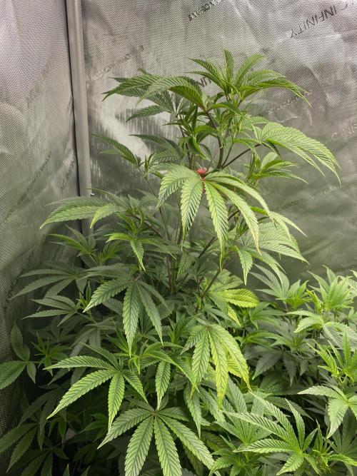 FEM 11. Week 13