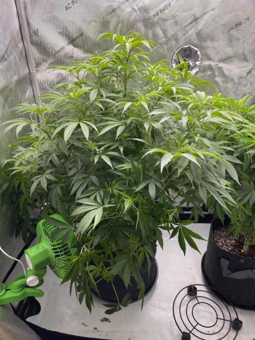 Fem 10. Week 14