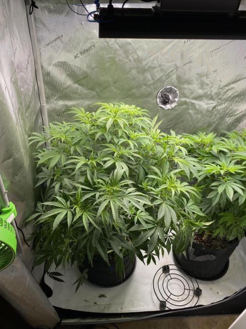 Fem 10. Week 14