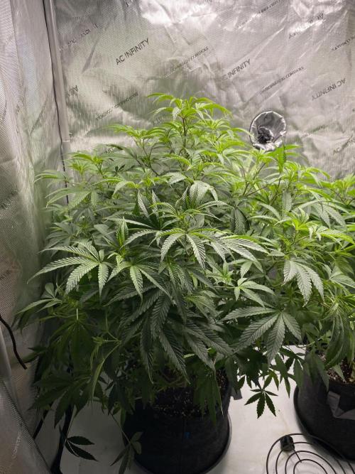Fem 10. Week 14