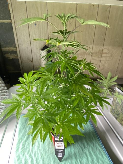 Fem 10. Week 14