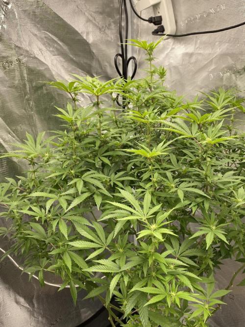 Fem 10. Week 20