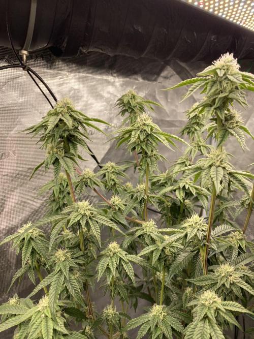 FEM 11. Week 19