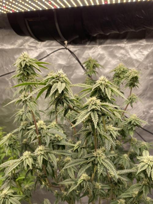 FEM 11. Week 19