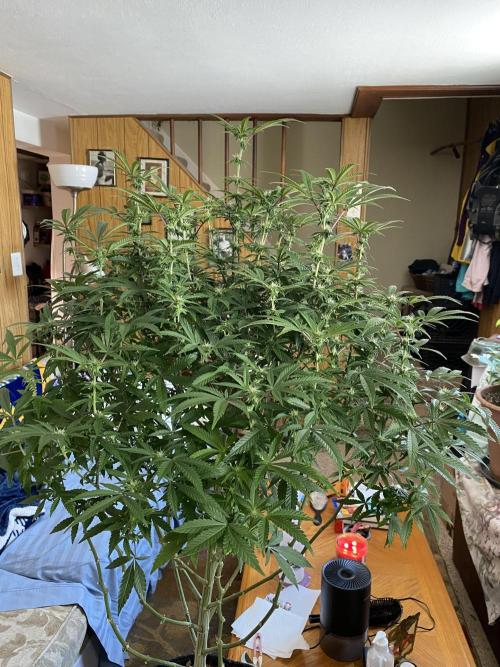 Fem 10. Week 21