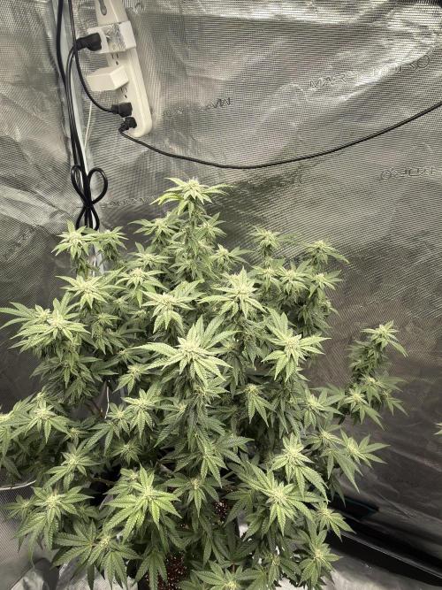 Fem 10. Week 22