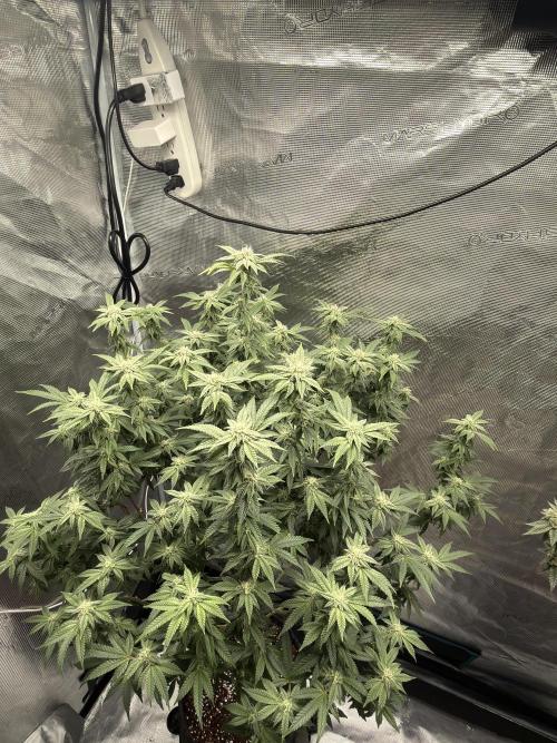 Fem 10. Week 22
