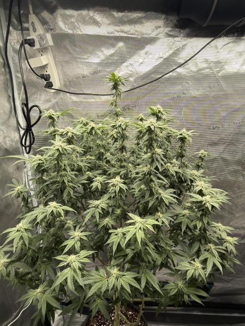Fem 10. Week 22