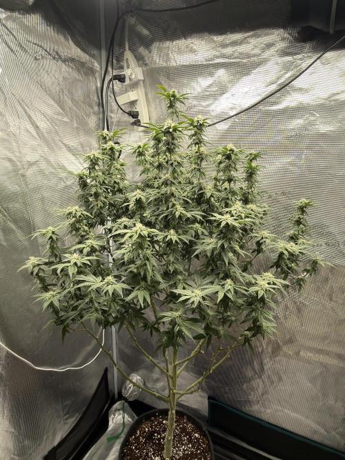 Fem 10. Week 22