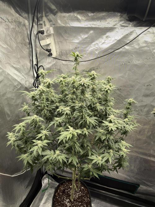 Fem 10. Week 22