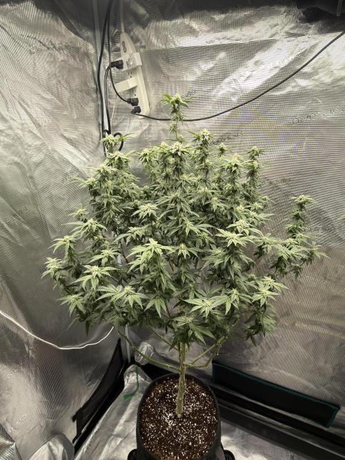 Fem 10. Week 22