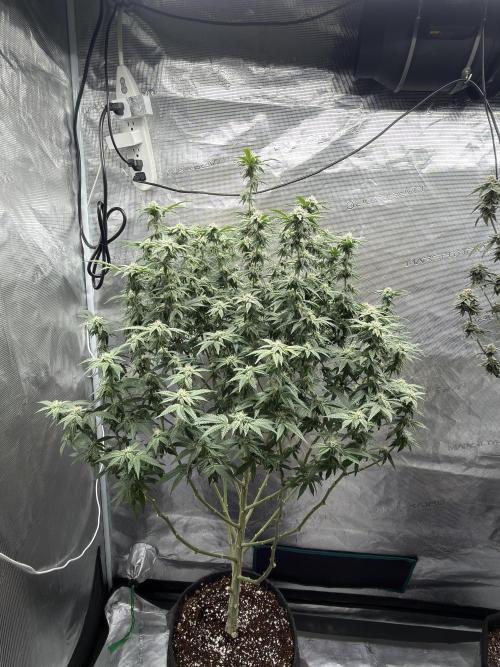 Fem 10. Week 22
