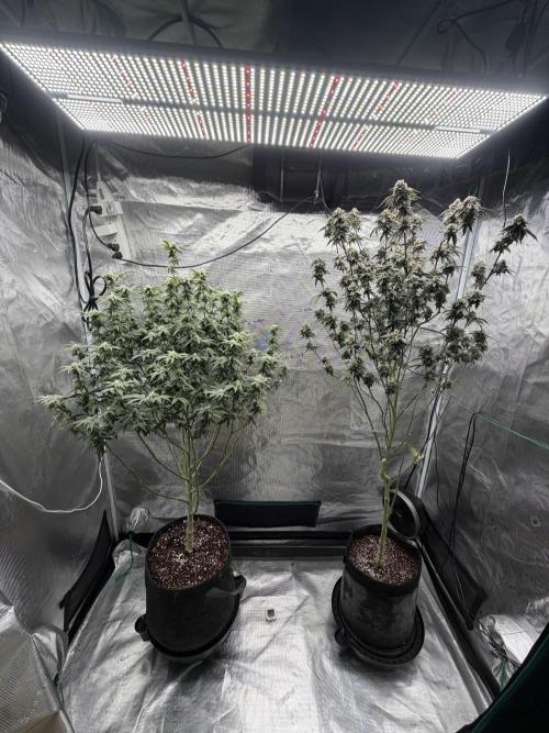 Fem 10. Week 22