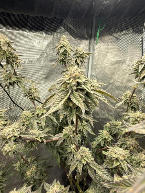FEM 11. Week 21