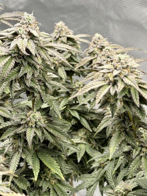 Fem 10. Week 25