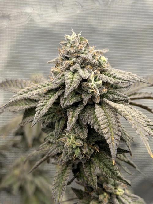 Fem 10. Week 25