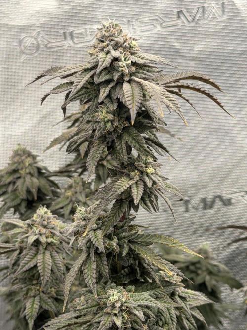 Fem 10. Week 25