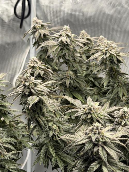 Fem 10. Week 25