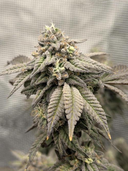 Fem 10. Week 25