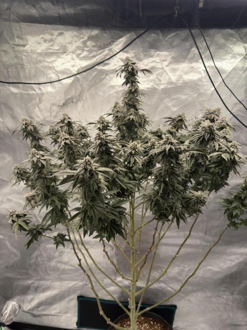 Fem 10. Week 25