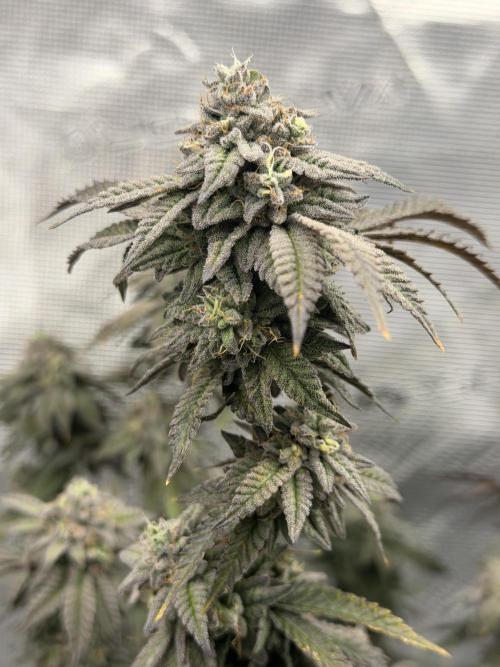 Fem 10. Week 25