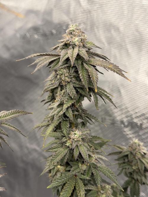 Fem 10. Week 25