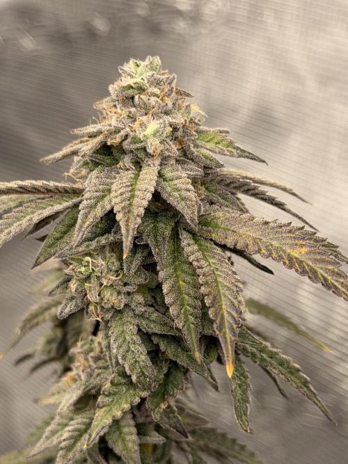 Fem 10. Week 25