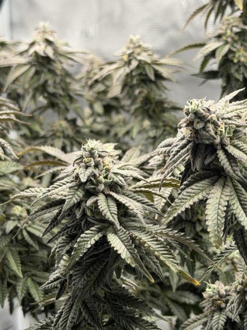 Fem 10. Week 25
