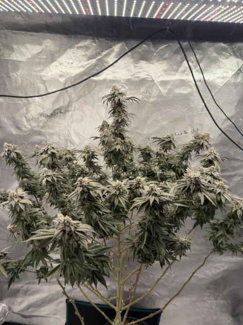 Fem 10. Week 25