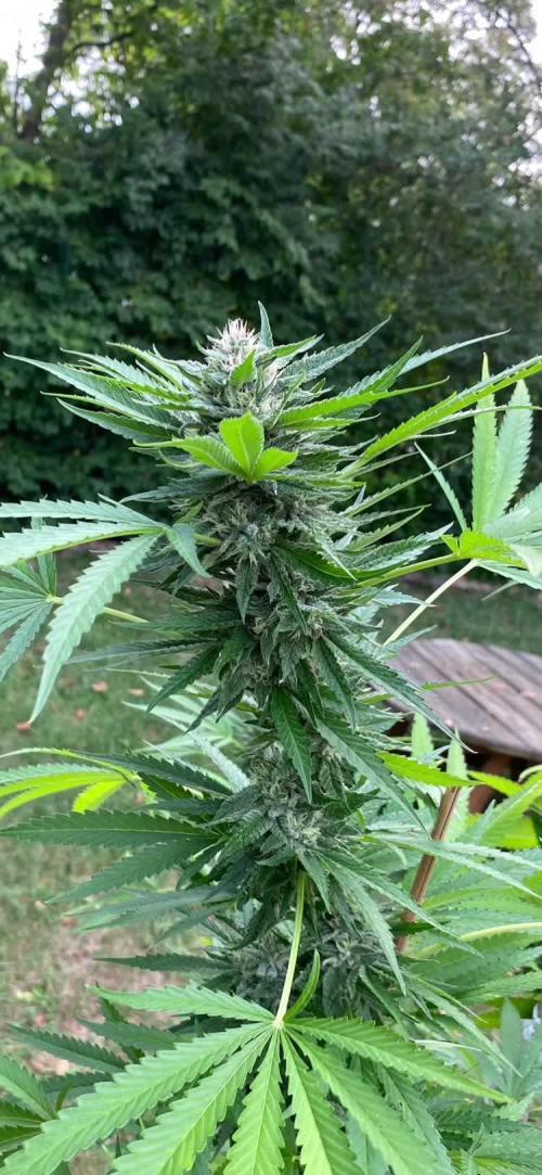 FastBuds photoperiod mix pack