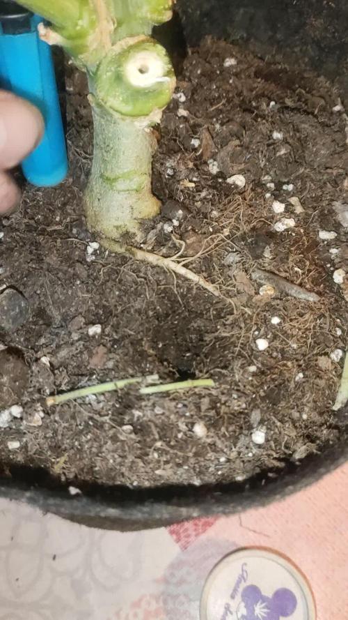 Papaya Zoap FV & Marshydro