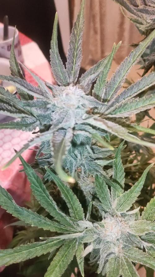 Papaya Zoap FV & Marshydro