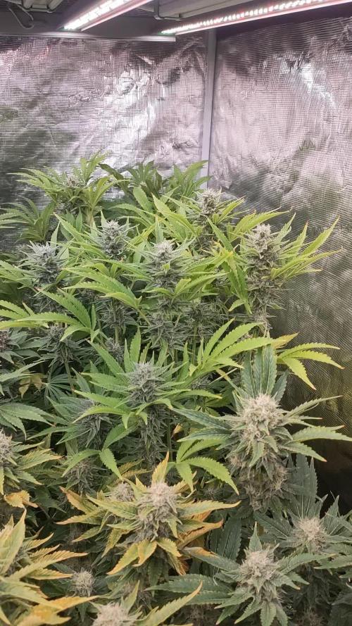 Gelato #44 FC-6500 + ADLITE