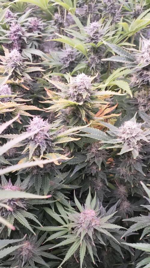 Hulkberry & XpertNutrients 