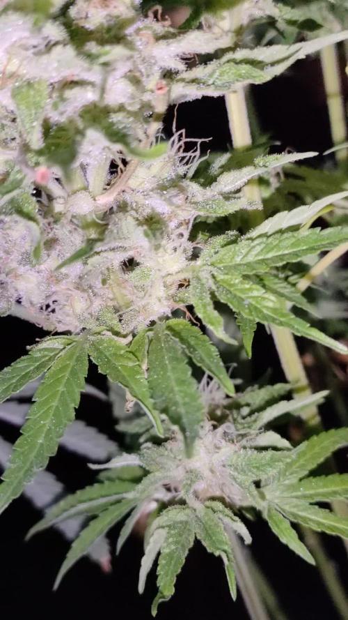 Papaya Zoap FV & Marshydro