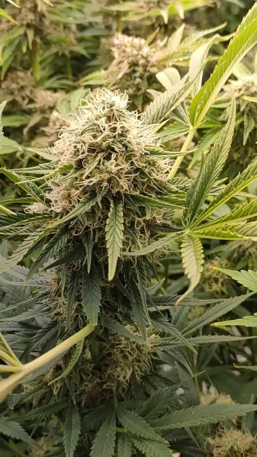 Captain Future Anesia & Marshydro 