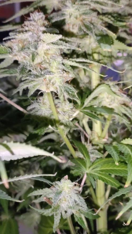 Smashberry Fumez  ANESIA & Marshydro FC 6500 