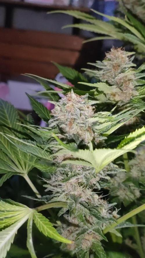 Black Muffin F1 FV & XpertNutrients 