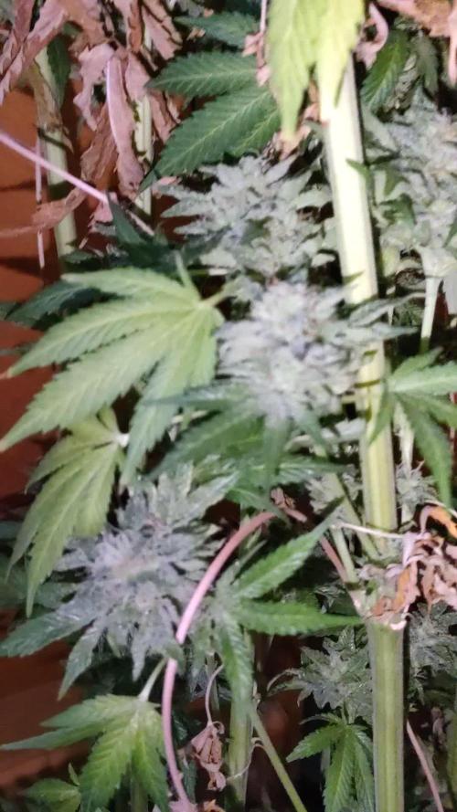 Gelato #44 FC-6500 + ADLITE