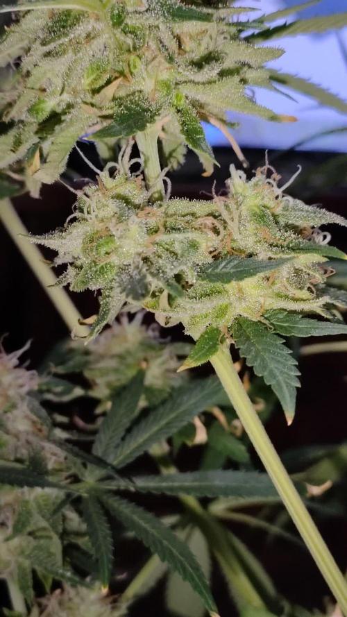 Captain Future Anesia & Marshydro 