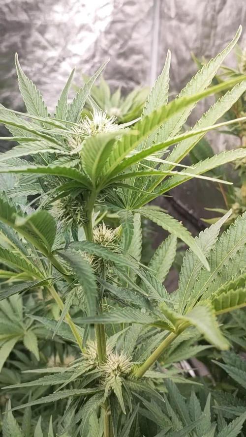 Slapz XpertNutrients