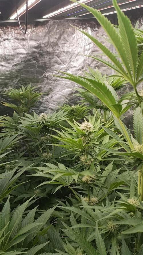 Alien Moonrocks + Adlite55