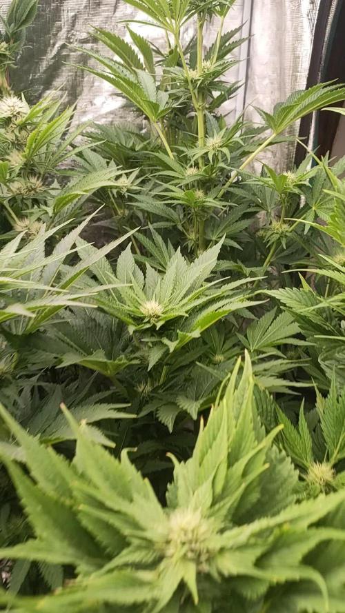 Grease Monkey & XpertNutrients